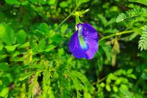 Aparajita plant benefits as per Vastu THUMB compressed