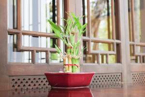 Vastu tips for keeping bamboo plant at home Thumbnail 300x200 compressed