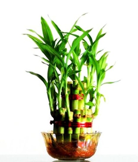 Bamboo plant benefits Vastu Shastra tips for keeping lucky bamboo plant at home