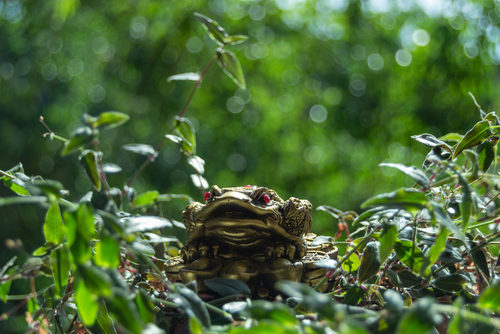 Feng Shui Frog: Tips on placement of frog figurines at home