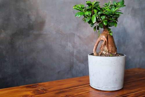 Lucky plants for the home: Plants that bring money and good luck