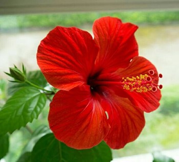 lucky plants for the home hibiscus