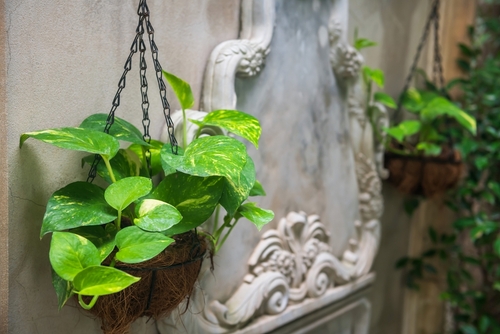 Lucky plants for the home: Plants that bring money and good luck