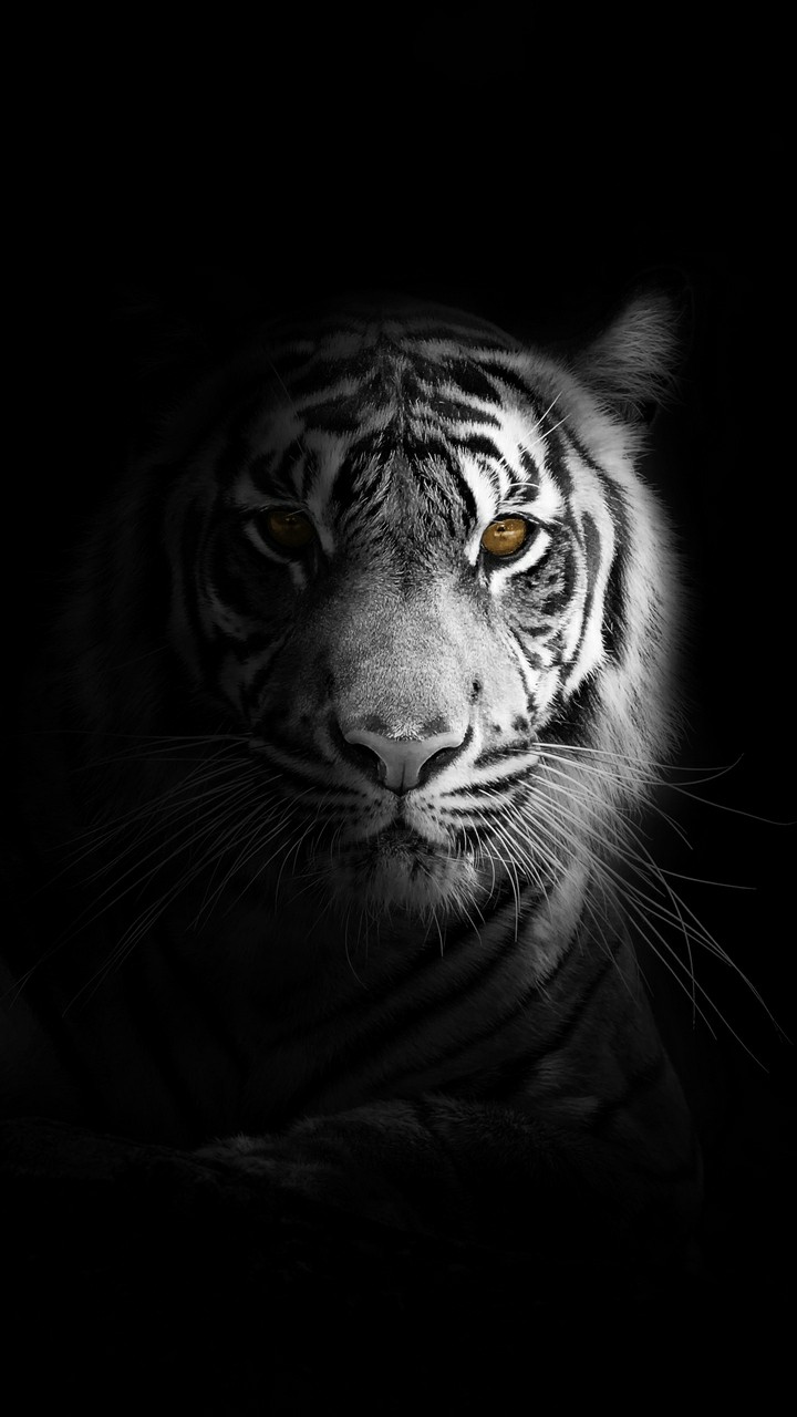 99 Hình nền con hổ 3D Ảnh nền hổ 3D đẹp cho điện thoại   thcsthptlongphueduvn