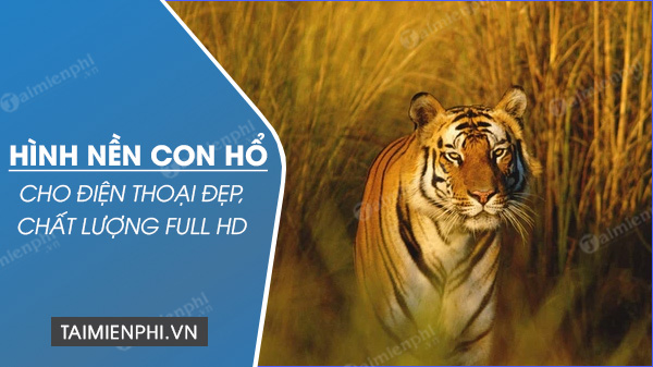 Tập hợp về các hình ảnh con hổ 3D đẹp vô cùng dũng mãnh
