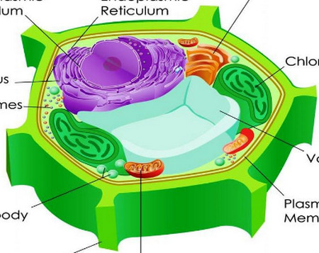 Mô hình cấu trúc tế bào thực vật