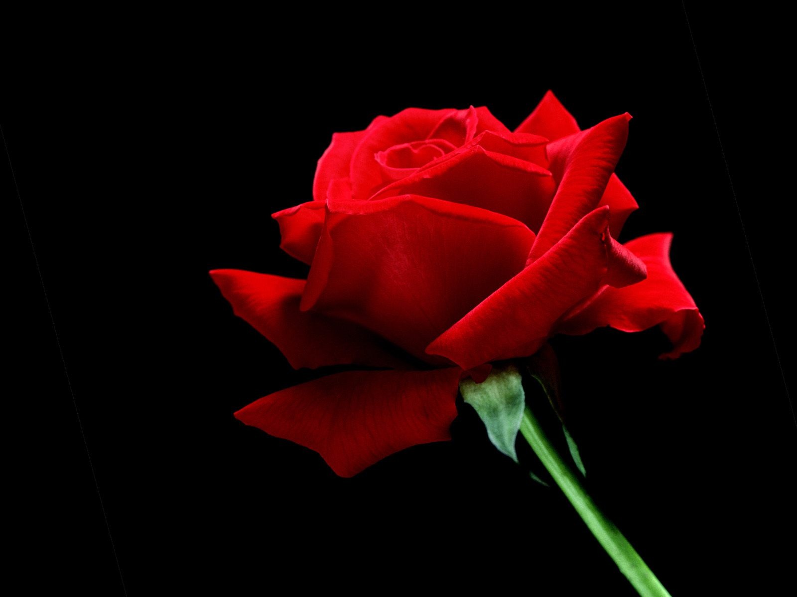 Hình ảnh những bông hoa hồng đẹp nhất