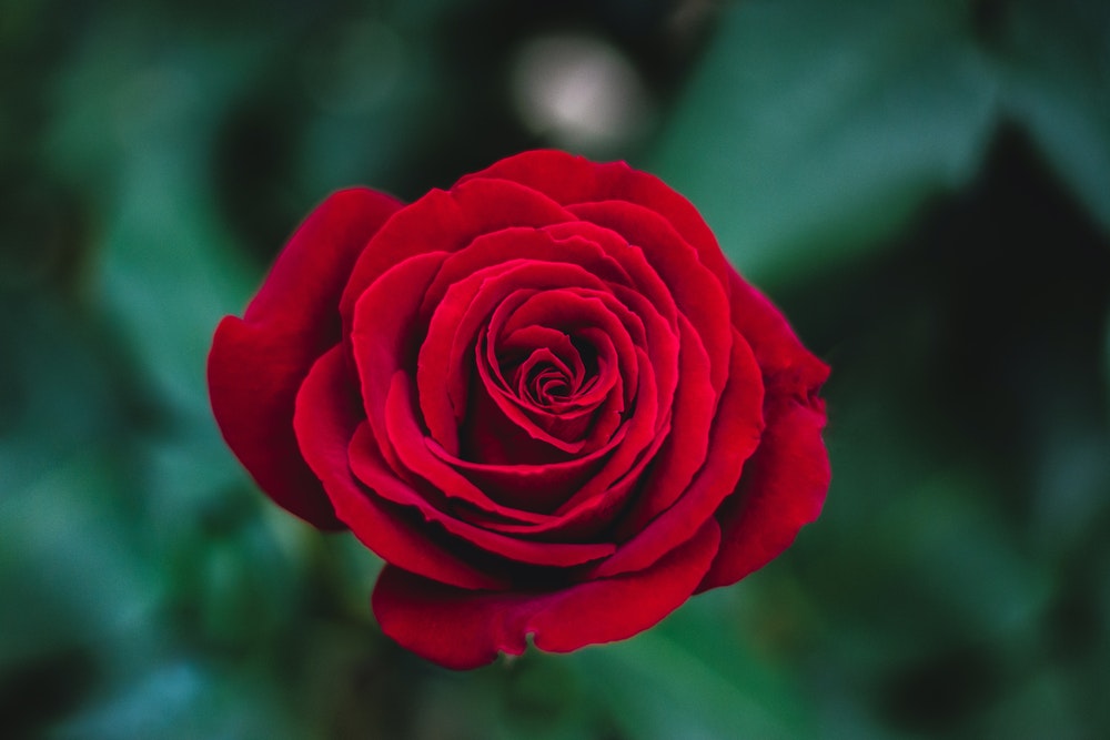 Hình ảnh những bông hoa hồng đỏ đẹp nhất thế giới