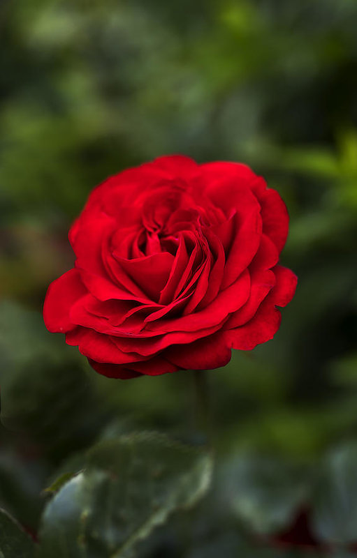 Hình ảnh những bông hoa hồng đẹp nhất