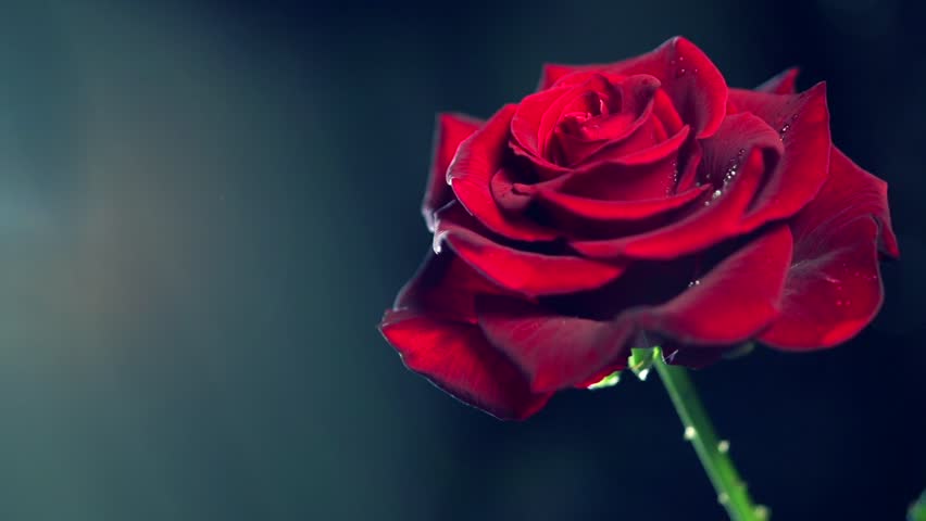 Ý nghĩa của hoa hồng