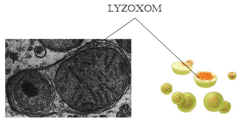 Cập nhật với hơn 74 về hình ảnh lizoxom  coedocomvn