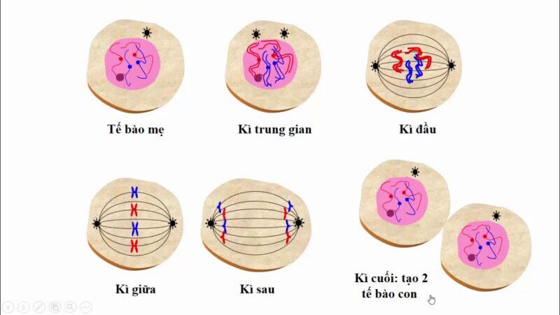 su khac nhau giua nguyen phan va giam phan 1