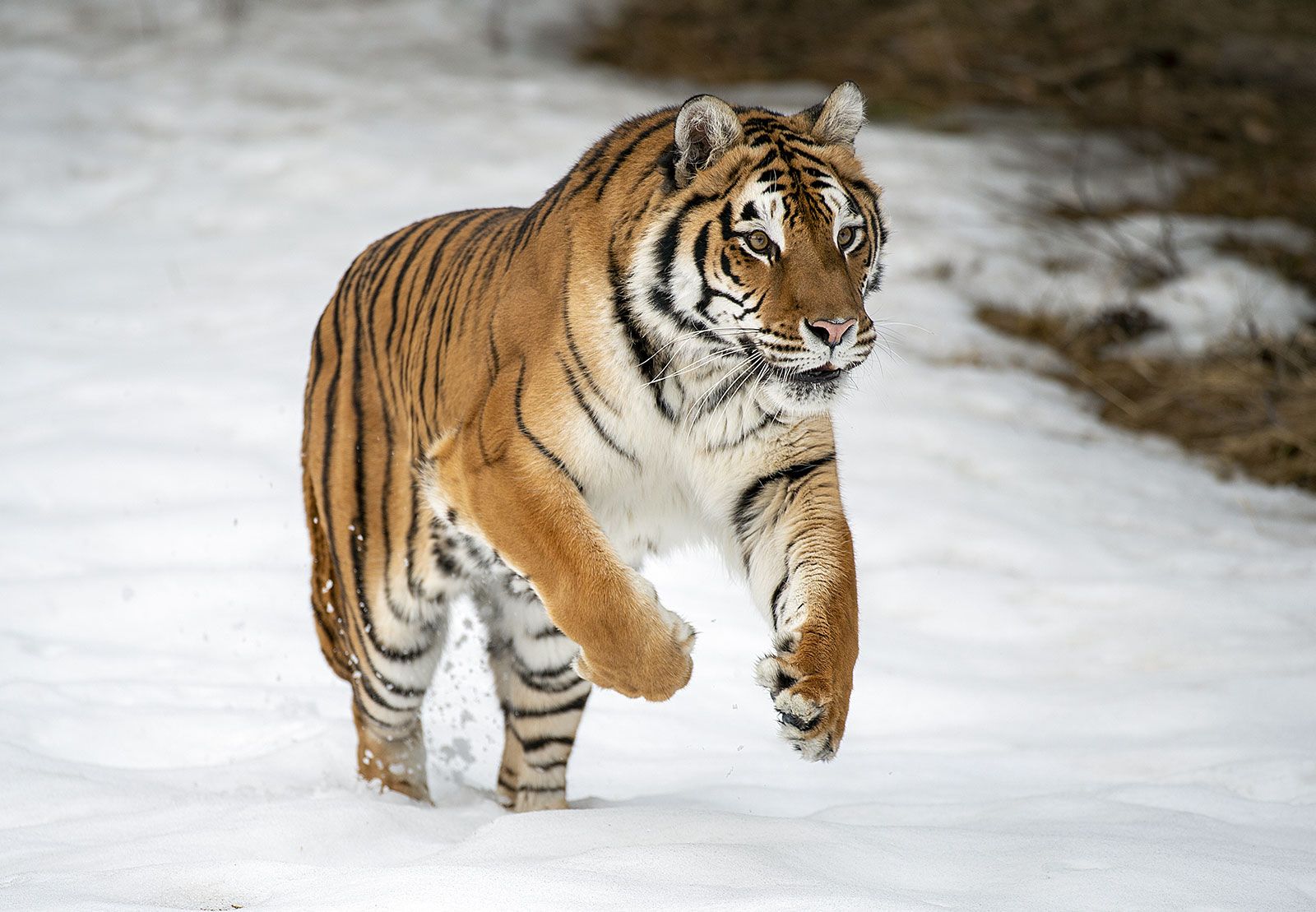 tiger Siberian