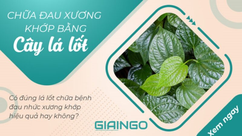 Lá lốt có thể trị nấm da đầu không?
