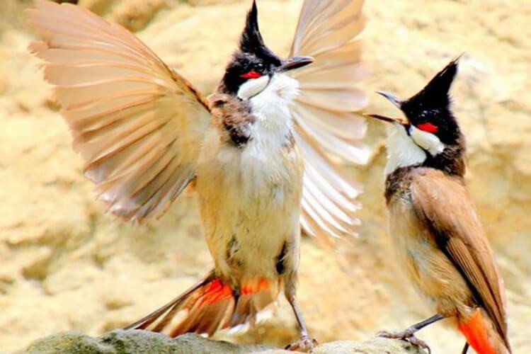 Cận cảnh các loài chim chào mào độc đáo của Việt Nam 2