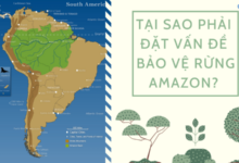 Tai sao phai dat van de bao ve rung Amazon