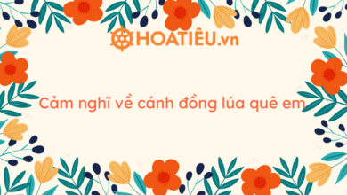 Top 7 mau cam nghi ve canh dong lua que
