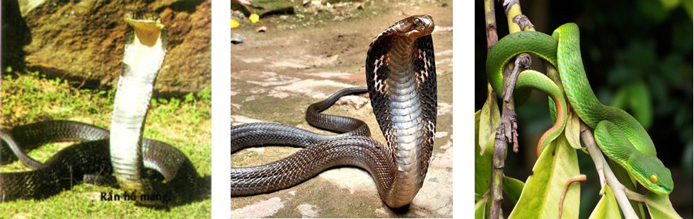 rắn hổ mang chì có độc không