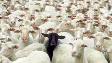 Cừu đen