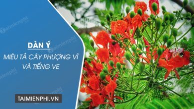 dan y mieu ta cay phuong vi va tieng ve 390x220 1