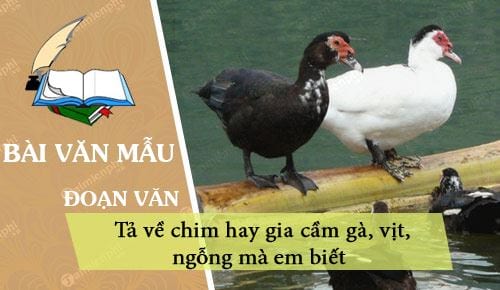 viet doan van ta ve chim hay gia cam ga vit ngong ma em biet