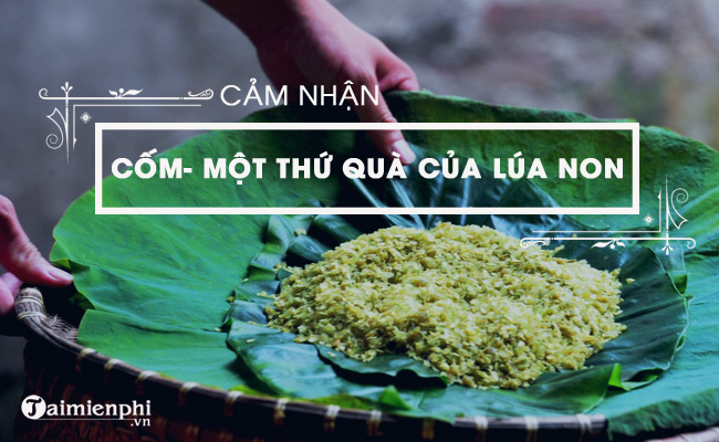 cam nhan ve bai mot thu qua cua lua non com