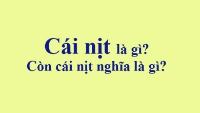 Cai nit la gi Con cai nit nghia la gi 390x220 3