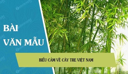 bieu cam ve cay tre viet nam