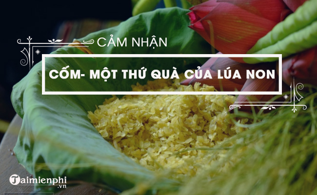 cam nhan khi doc bai com mot thu qua cua lua non