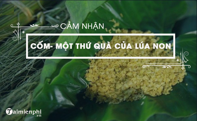 bai van cam nhan ve bai mot thu qua cua lua non com