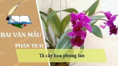 dan y ta cay hoa phong lan 390x220 1