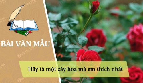 hay ta mot cay hoa ma em thich nhat