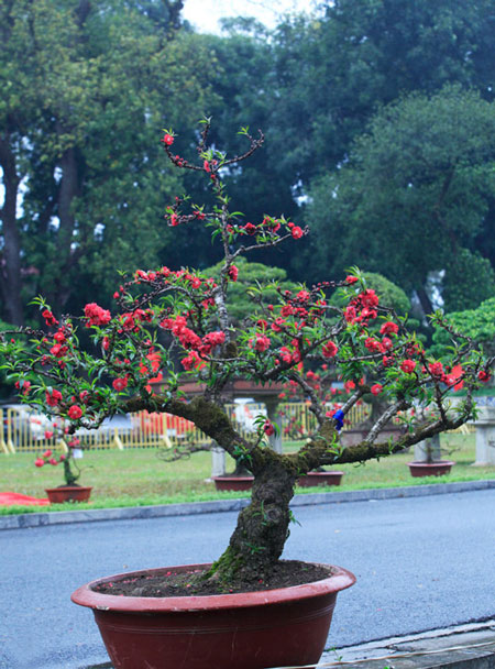 Một điểm đặc biệt của đào Tiến vua là hoa ra cả ở gốc, cành và thân cây
