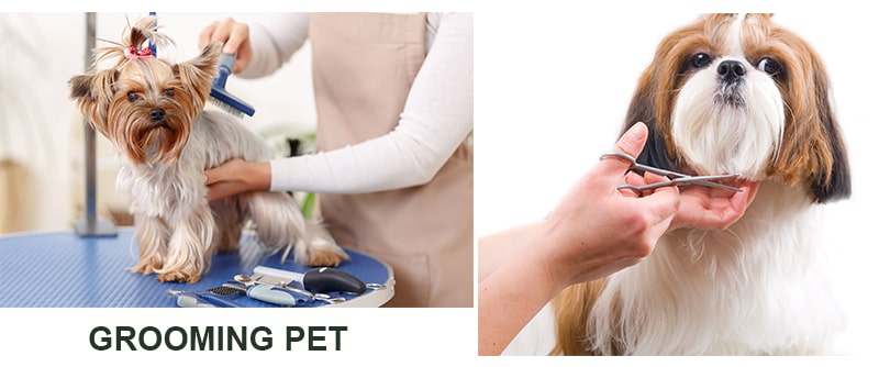 Những thông tin về grooming chăm sóc thú cưng