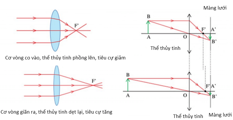 Tóm tắt lý thuyết Vật Lí 9 Bài 48