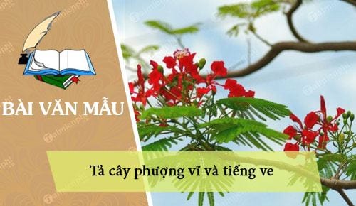 mieu ta cay phuong vi va tieng ve