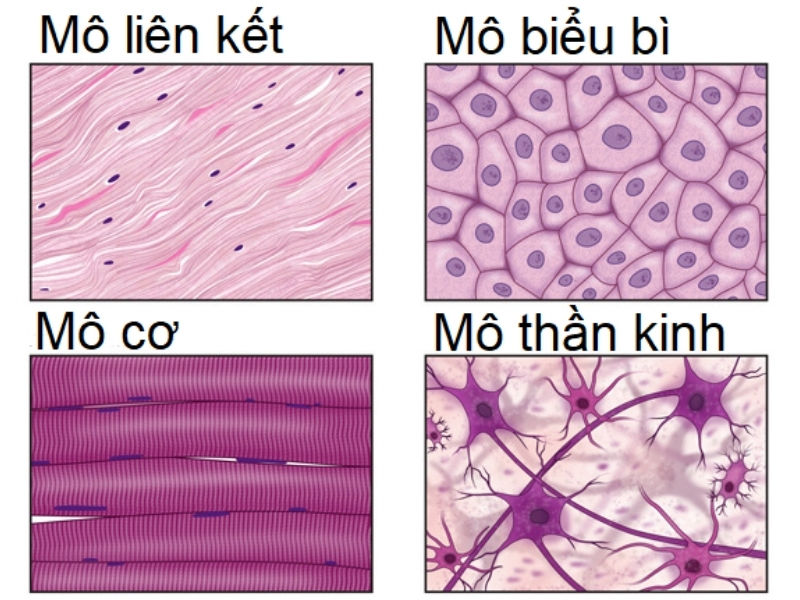 Mô là gì? Phân loại các loại mô và chức năng các loại mô