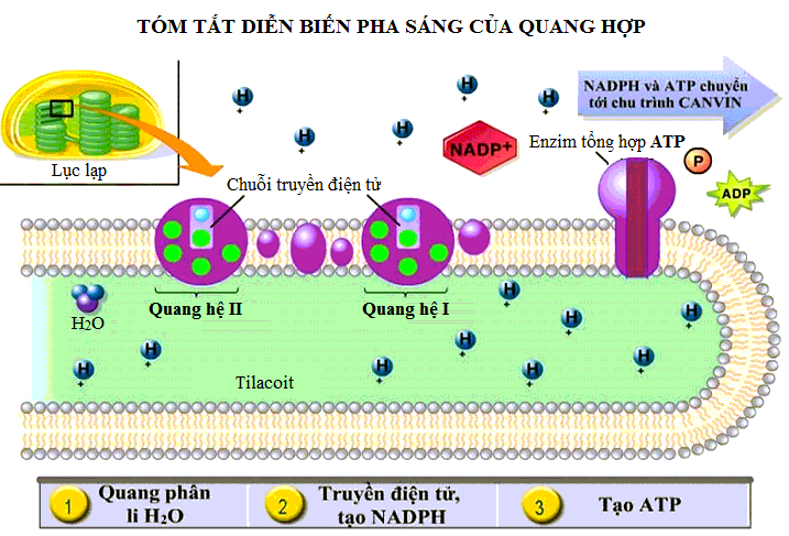 Pha sáng trong quang hợp