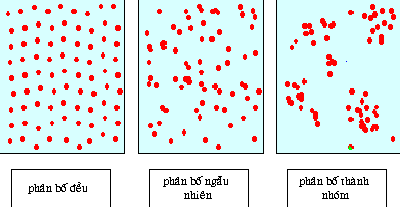 Sự phân bố cá thể trong quần thể