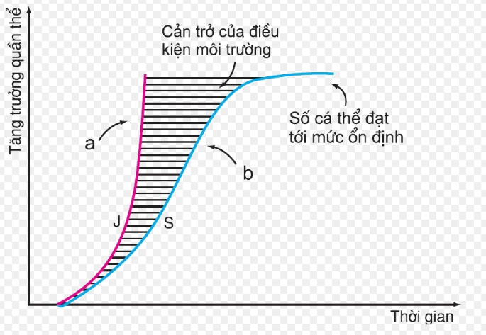 Sư tăng trưởng của quần thể