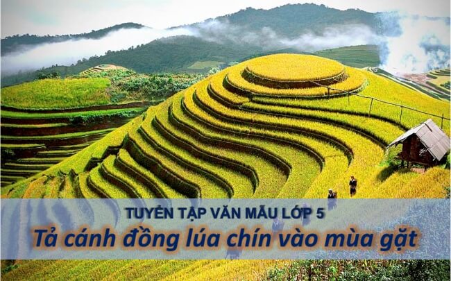 Văn mẫu Tả cánh đồng lúa chín vào mùa gặt