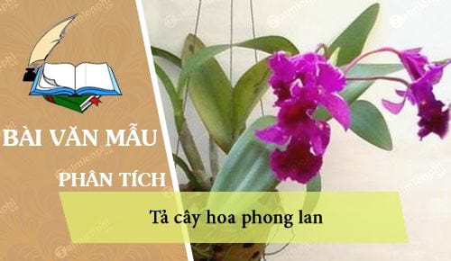 ta cay hoa phong lan