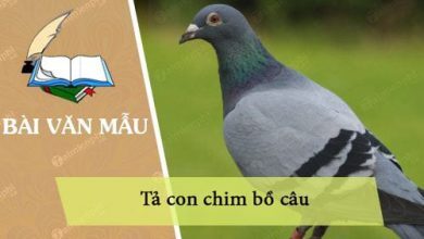 ta con chim bo cau 390x220 1