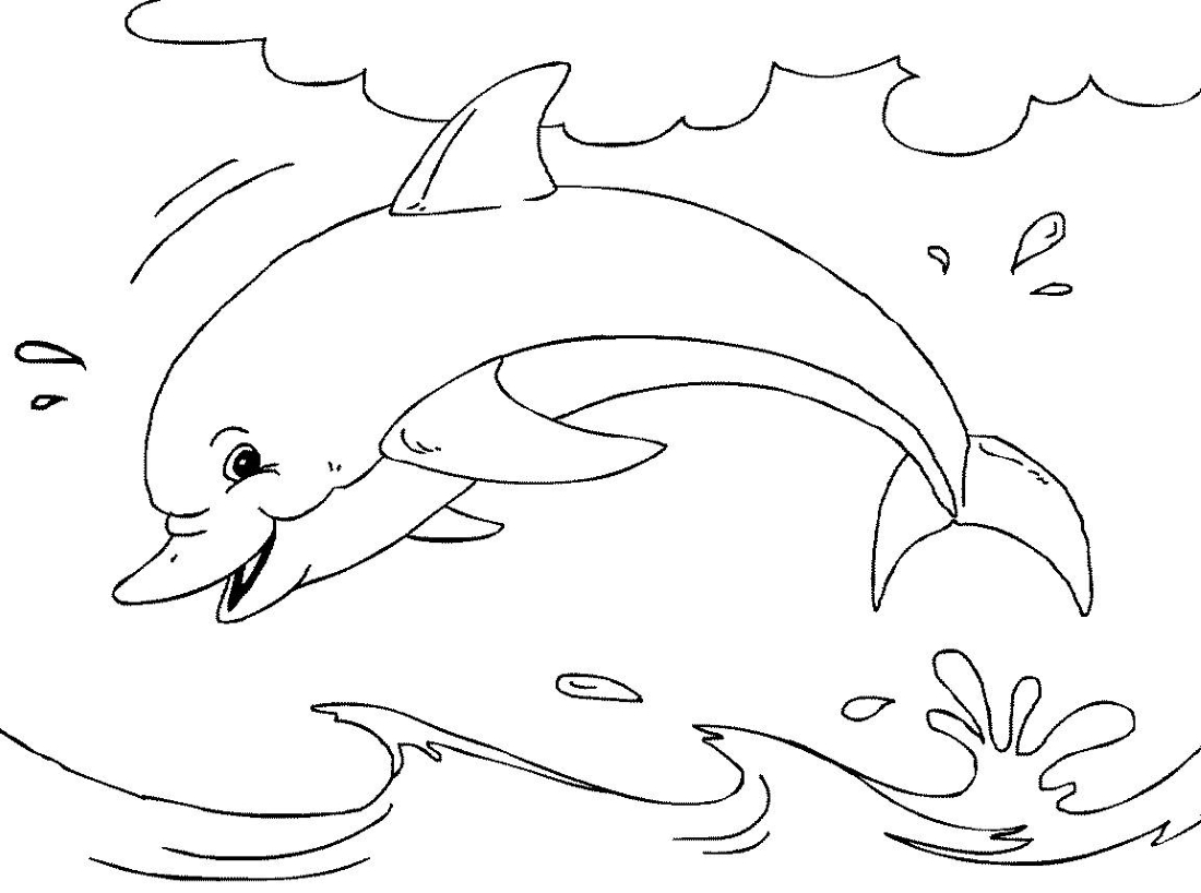 Tuyển tập tranh tô màu cá heo đẹp nhất cho bé  Trung Cấp Nghề Thương Mại  Du Lịch Thanh Hoá