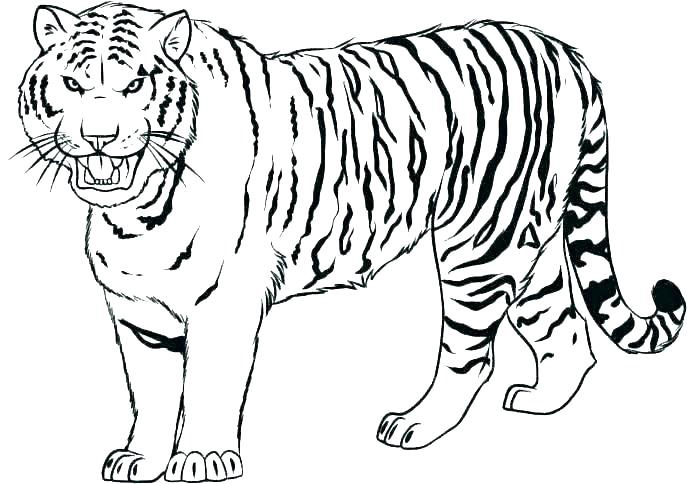 Tranh tô màu con hổ