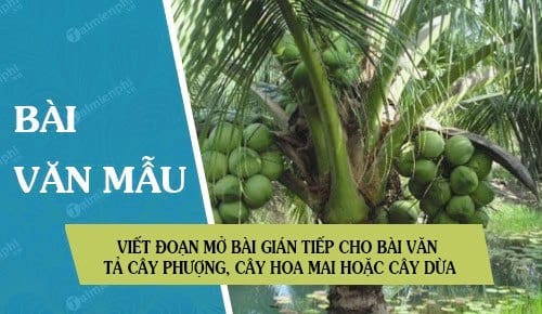 viet doan mo bai gian tiep cho bai van ta cay phuong cay hoa mai hoac cay dua