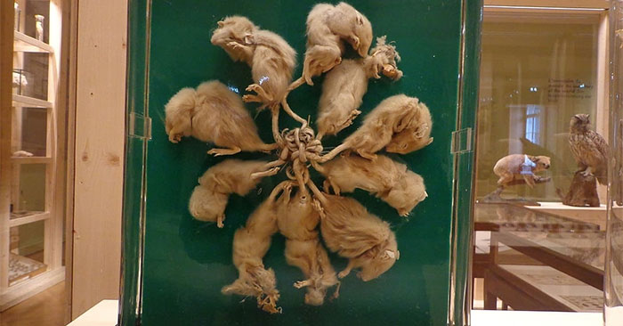 Hiện mẫu vật “vua chuột” được lưu giữ tại bảo tàng.