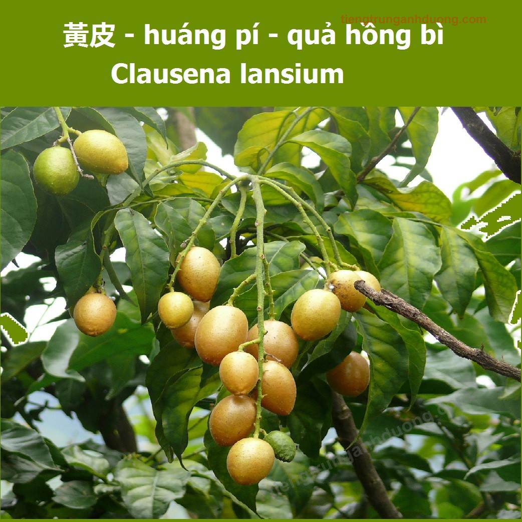 clausena lansium hong20bi