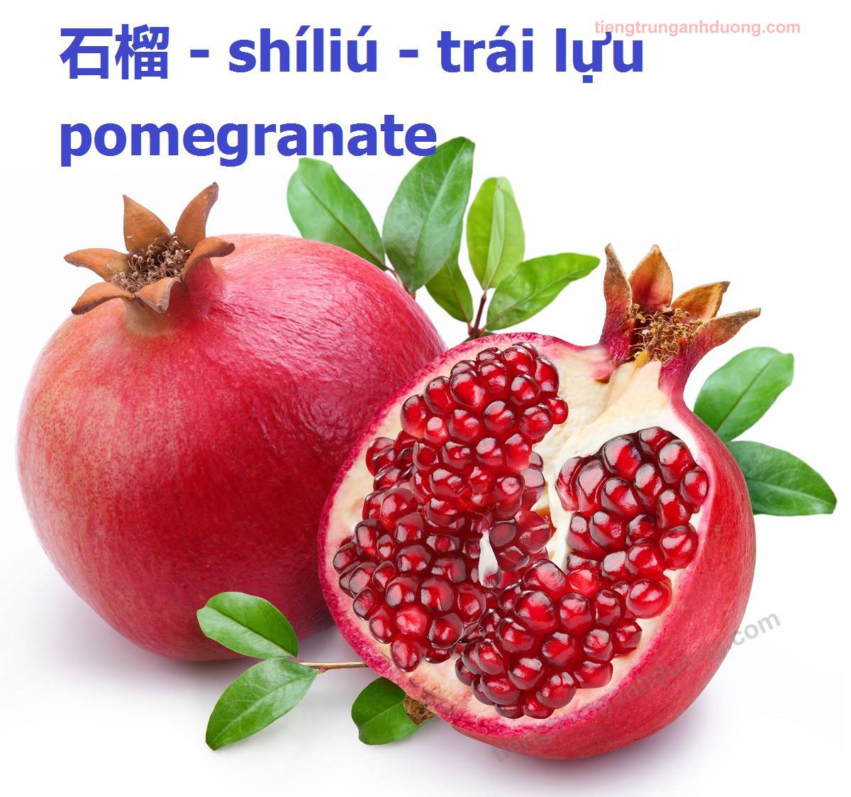 pomegranate qua20luu