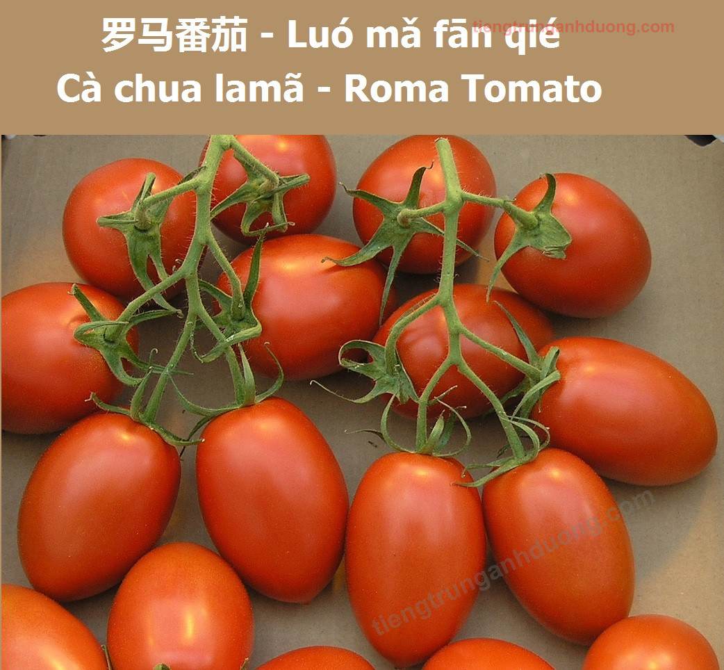 roma tomato 20ca20chua20la20ma